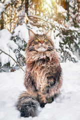 A fluffy big cat with big yellow eyes sits on the snow in sunny winter forest.