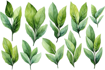  green leaves,palm leaf isolated PNG Background. Generative Ai.