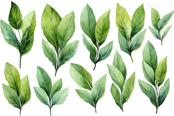 Foto op Plexiglas  green leaves,palm leaf isolated PNG Background. Generative Ai. © Jahid CF 5327702