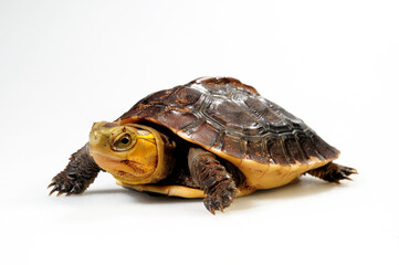Chinese box turtle // Gelbrand-Scharnierschildkröte (Cuora flavomarginata)