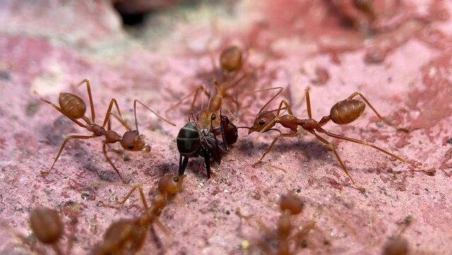 group of ants called Sri Lankan 'Dimiya' or Aneuretus simoni eating a dead ant. macro or close-up video
