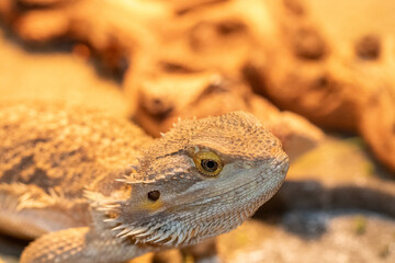 Female breaded dragon under heat lamp in cage