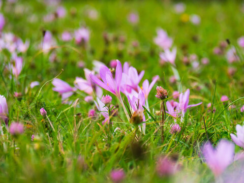 Field of  autumn crocus