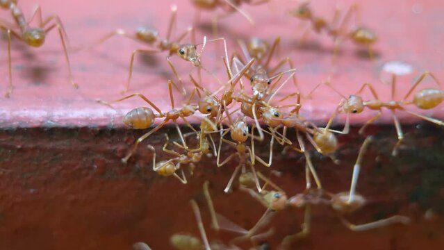 group of ants called Sri Lankan 'Dimiya' or Aneuretus simoni eating a dead ant. macro or close-up video

