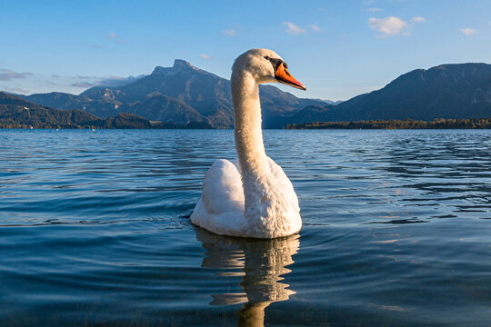 Schwan auf Mondsee vor Schafberg