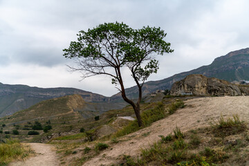 Caucasian mountain. Dagestan. Trees, rocks, mountains, view of the green mountains. Beautiful summer landscape.