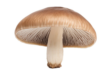  Portobello Mushroom