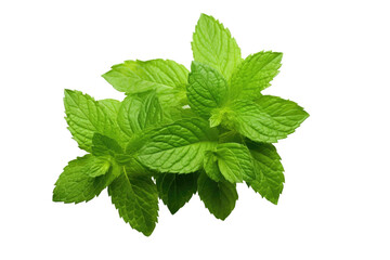 Refreshing Spearmint Leaves Isolated on Transparent Background