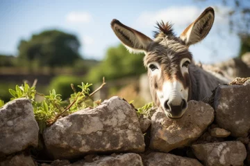 Zelfklevend Fotobehang Donkey looking over a Dry Stone Wall. © Spencer