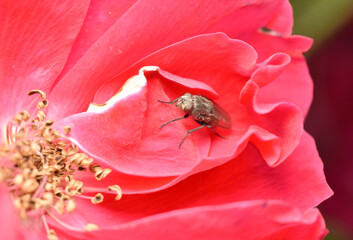 A fly sits on the red petals of a flower.