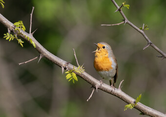 European robin, Erithacus rubecula. A bird sits on a branch and sings