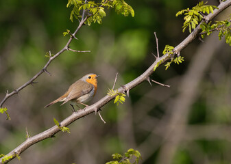 European robin, Erithacus rubecula. There's a bird sitting on a branch in the forest