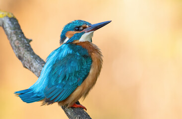 Common kingfisher, Alcedo atthis. A bird sits on a branch, a beautiful blurry background