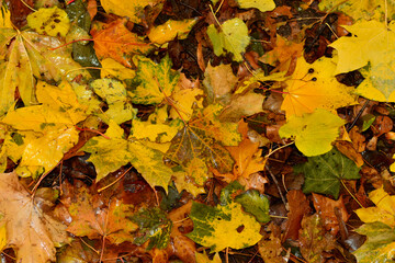 Naklejka na ściany i meble Autumn. Fallen yellow leaves on the ground.