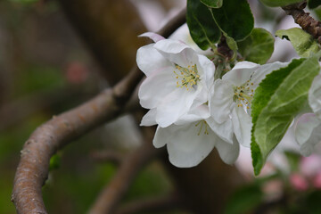 Flowering apple tree.