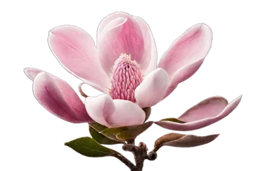 Foto op Canvas Pink color magnolia flower isolated with background removed, plants and flowers concept, generative ai © João Macedo