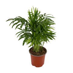 Chamaedorea in a plastic flower pot