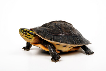 Amboina box turtle // Amboina-Scharnierschildkröte (Cuora amboinensis) 