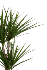 dragon flower detail