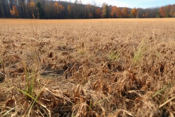 Fototapeta premium patches of brown, dying grass in a field