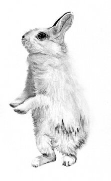 Ritratto di coniglio a matita, illustrazione in bianco e nero  isolata su sfondo bianco