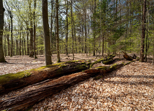 Buchenwald und Altholz im Waldschutzgebiet Wotansborn im Naturpark Steigerwald, Rauhenebrach, Landkreis Ha&szlig;berge, Unterfranken, Franken,  Deutschland