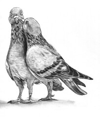 Coppia di piccioni, illustrazione in bianco e nero a grafite isolata su sfondo bianco