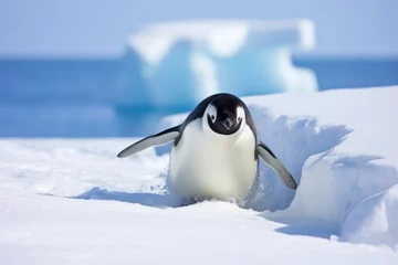 Fotobehang penguin sliding on its belly over snow © altitudevisual