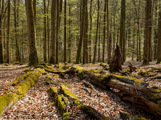 Buchenwald und Altholz im Waldschutzgebiet Wotansborn im Naturpark Steigerwald, Rauhenebrach,...