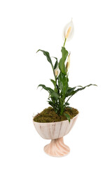 Spathiphyllum Peace Lily in a decorative ceramic pot