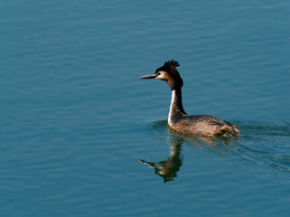 Haubentaucher, Podiceps cristatus
