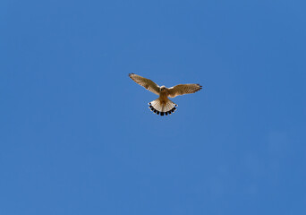 Turmfalke, Falco tinnunculus