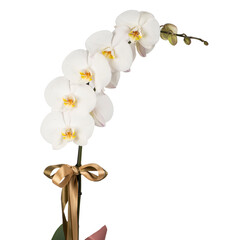 white orchid one branch details