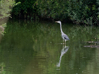 Graureiher, Ardea cinerea