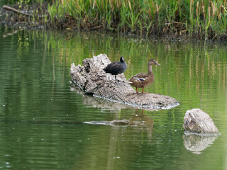 Blässhuhn, Fulica atra und Stockente, Anas platyrhynchos