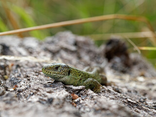 Zauneidechse, Lacerta agilis