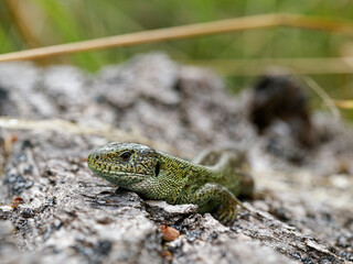 Zauneidechse, Lacerta agilis