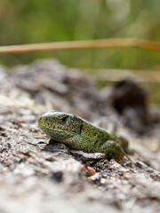 Zauneidechse, Lacerta agilis