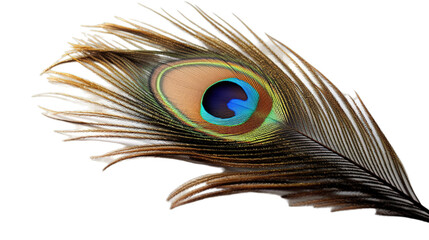 Fototapeta premium Peacock feather isolated on transparent background, Generative ai.