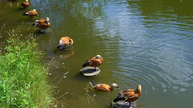 Ruddy shelducks, tadorna ferruginea are resting on the shoreline vertical logs dug into the bottom of the pond. Orange ducks in their natural habitat in the park.