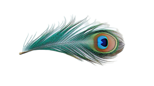 Peacock feather isolated on transparent background, Generative ai.