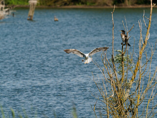 Mittelmeermöwe, Larus michahellis