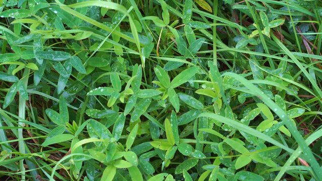 Wet green grass after rain in close-up.  Fly over wild grass leaves covered with water droplets.