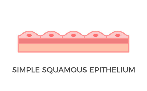 Simple squamous epithelium. Epithelial tissue types. A single layer of pavement like cells that lines blood vessels and body cavities. Tessellated epithelium. Medical diagram. Vector illustration. 