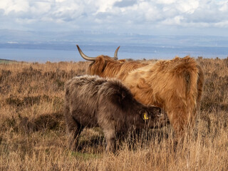 Highland cow and suckling calf on Exmoor, Devon, UK. - 668627473