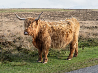 Highland cow on Exmoor, Devon, UK.