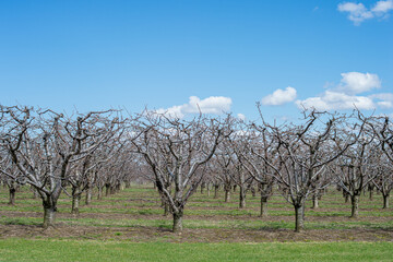 Orchard in the vicinity of Niagara Falls during spring in Ontario, Canada