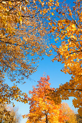 view from bottom up to maple and beech tree crowns, blue sky. vertical shot