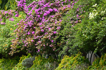 Naklejka premium Beautiful Plant of Bougainvillea glabra flower from Lalbagh Bottanical Garden, Bangalore