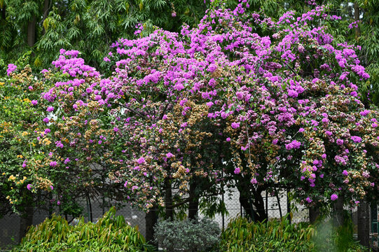 Beautiful Plant  of Bougainvillea glabra flower  from Lalbagh Bottanical Garden, Bangalore